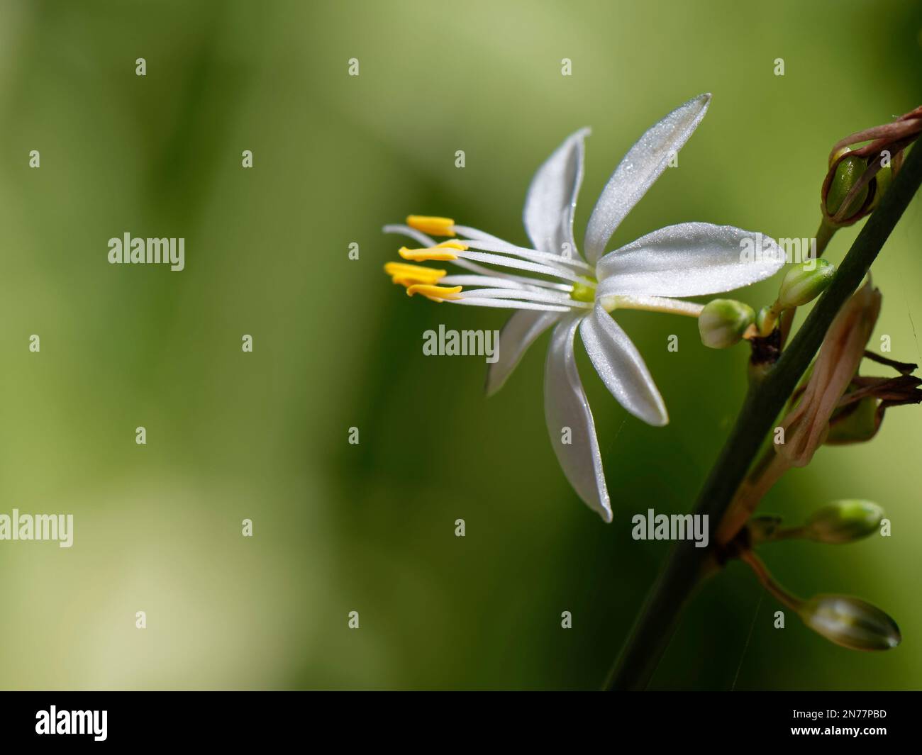 Fleur en gros plan de la plante araignée (Chlorophytum comosum), Tenerife, Îles Canaries, octobre. Banque D'Images