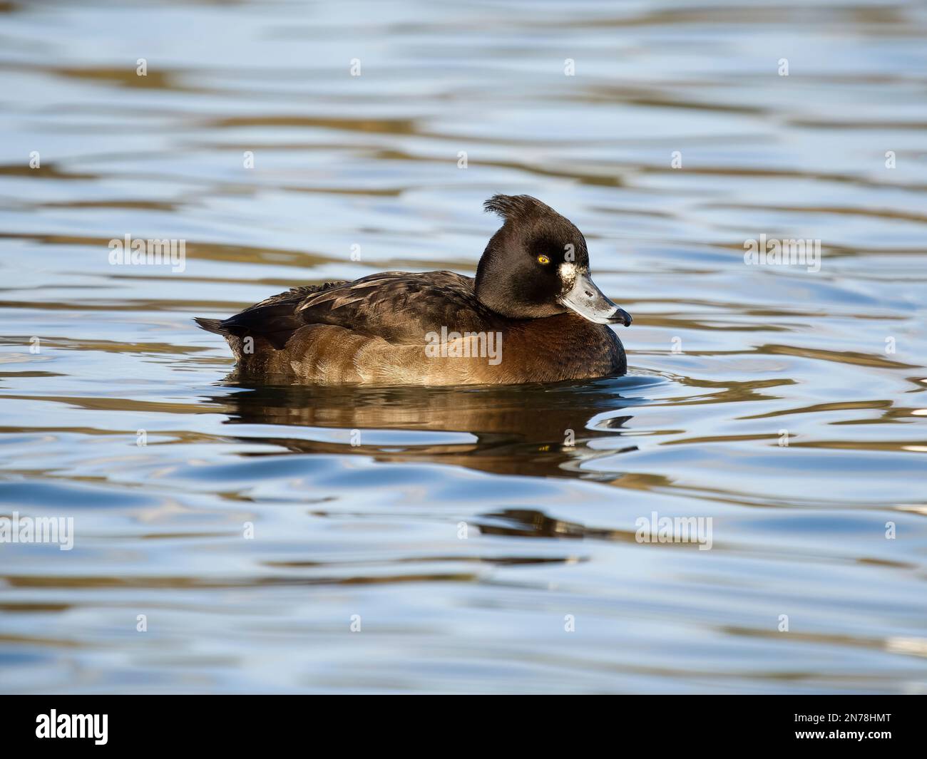Canard touffeté, Aythya fuligula, femelle célibataire sur l'eau, février 2023 Banque D'Images