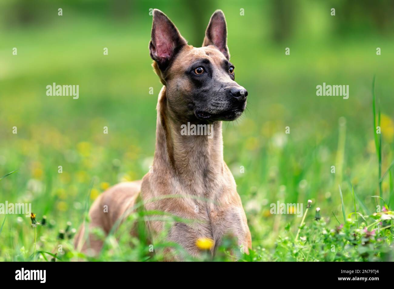 Le chien sérieux de la race des malinois belges se tient debout dans l'herbe verte en été Banque D'Images