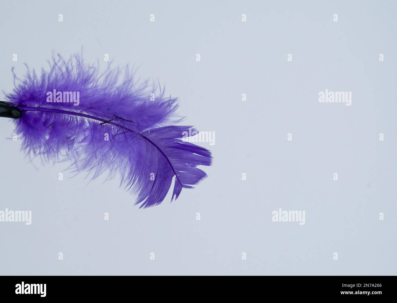 Une seule plume violette sur fond blanc. Banque D'Images