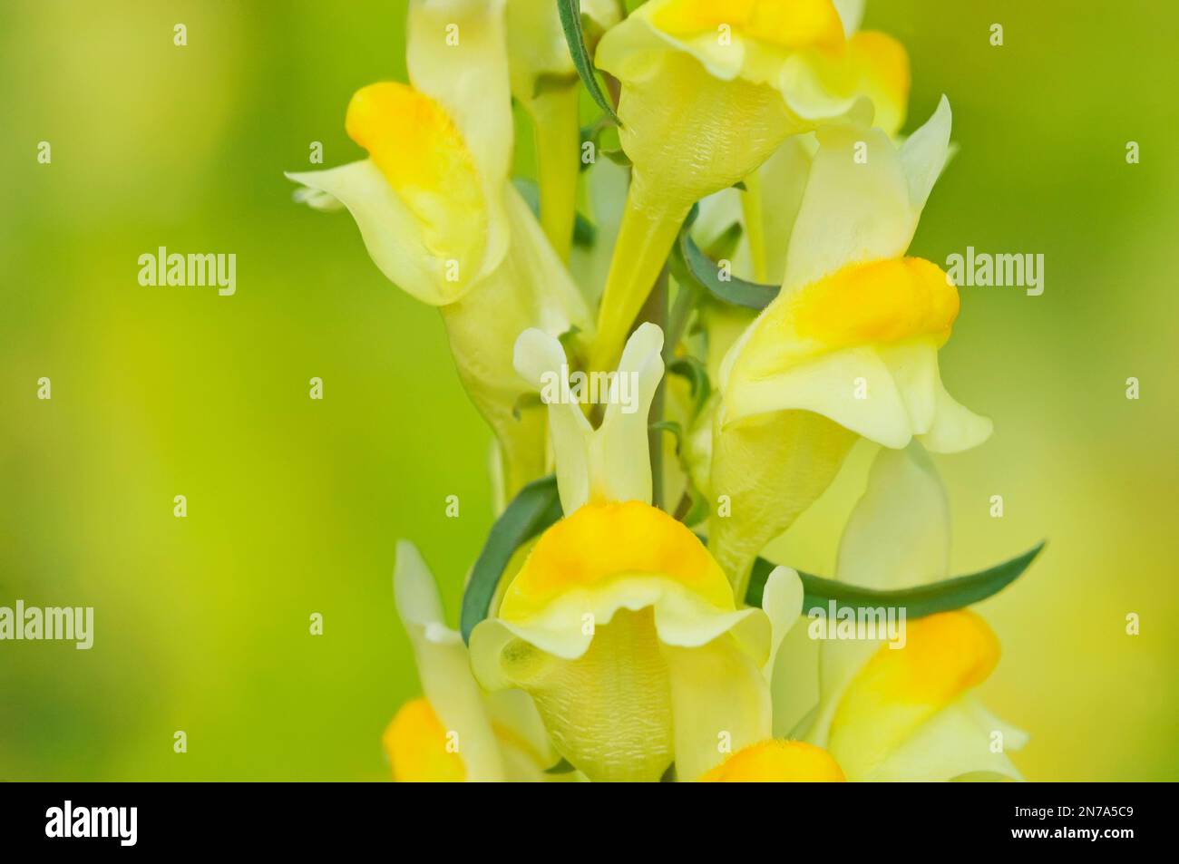Beurre et oeufs de fleurs sauvages (Linaria vulgaris) Banque D'Images