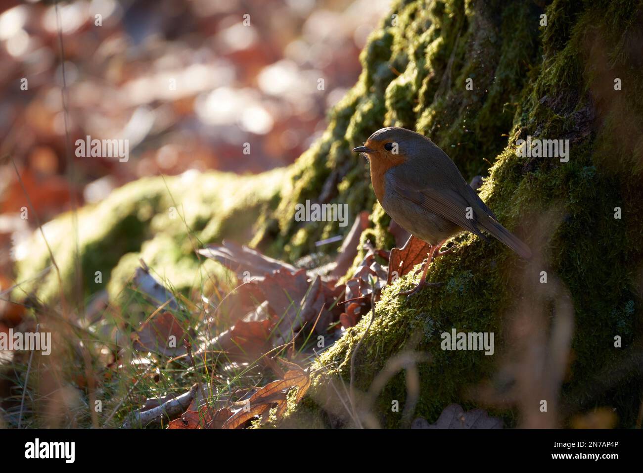 Une vue magnifique sur un oiseau de rougegorge unique et minuscule perché sur son nid Banque D'Images