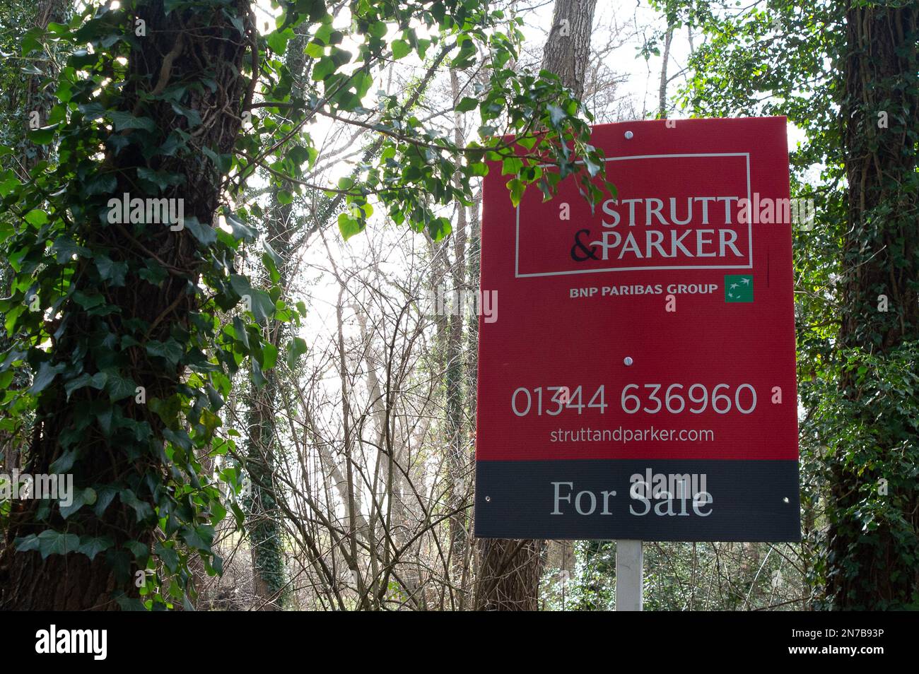 Sunningdale, Ascot, Berkshire, Royaume-Uni. 10th février 2023. Un panneau Strutt & Parker pour la vente d'un terrain boisé de deux hectares pour le développement. Crédit : Maureen McLean/Alay Banque D'Images