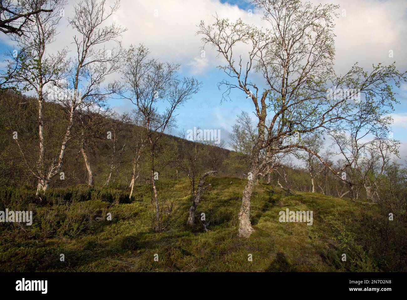 Le parc national de Øvre Dividal à Dividalen, dans la municipalité de Målselv, dans la province de Troms, en Norvège, est bien connu pour ses forêts primaires de bouleau. Banque D'Images