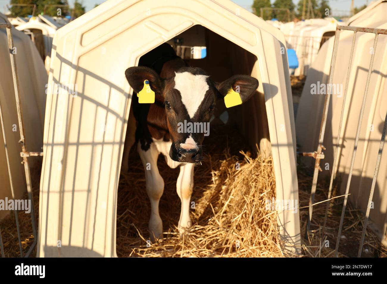 Mignon petit veau debout dans la huche sur la ferme. Élevage Banque D'Images