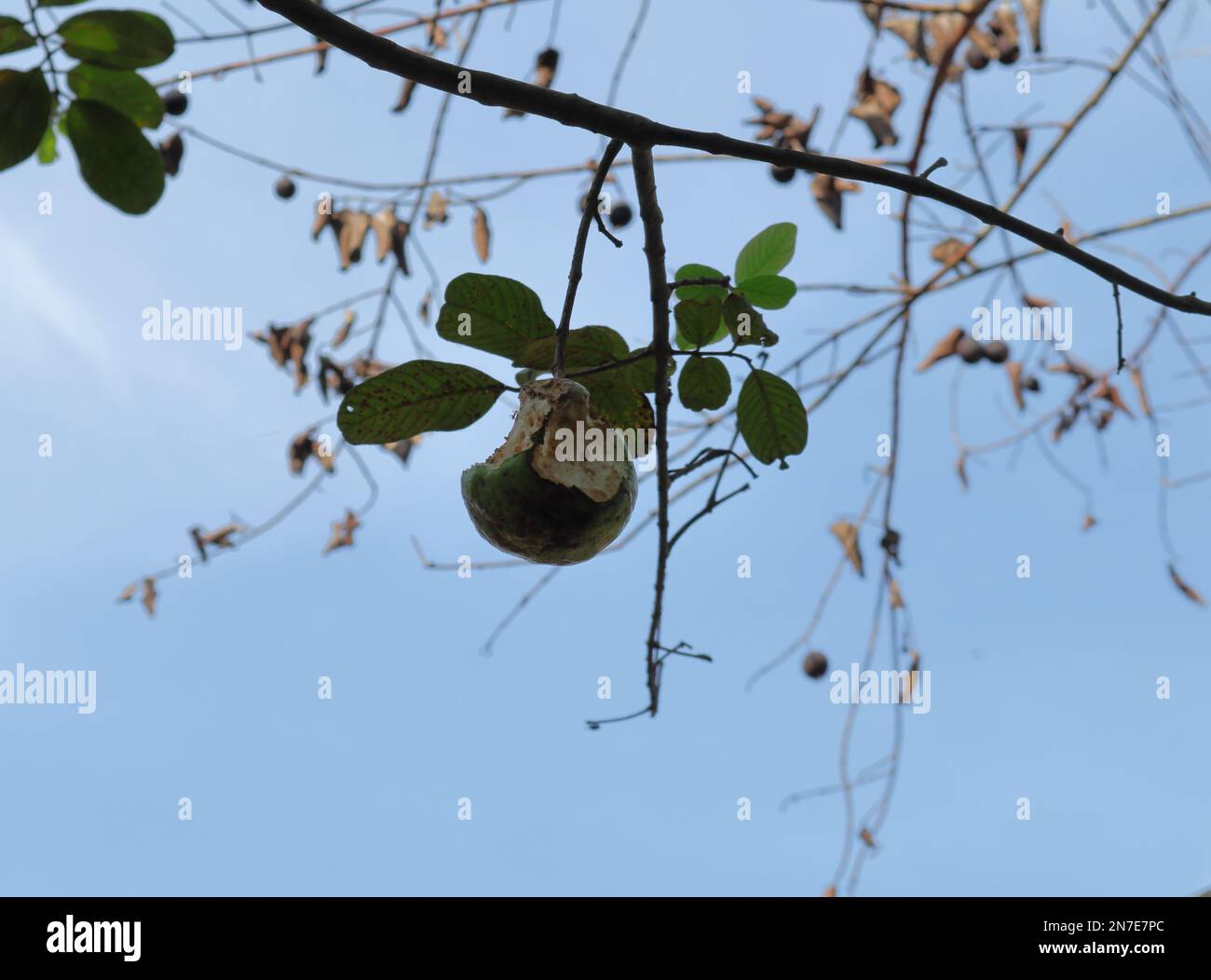 Un fruit de Guava mature et blanc mangé par les animaux (probablement par les oiseaux), est suspendu sous le ciel bleu Banque D'Images