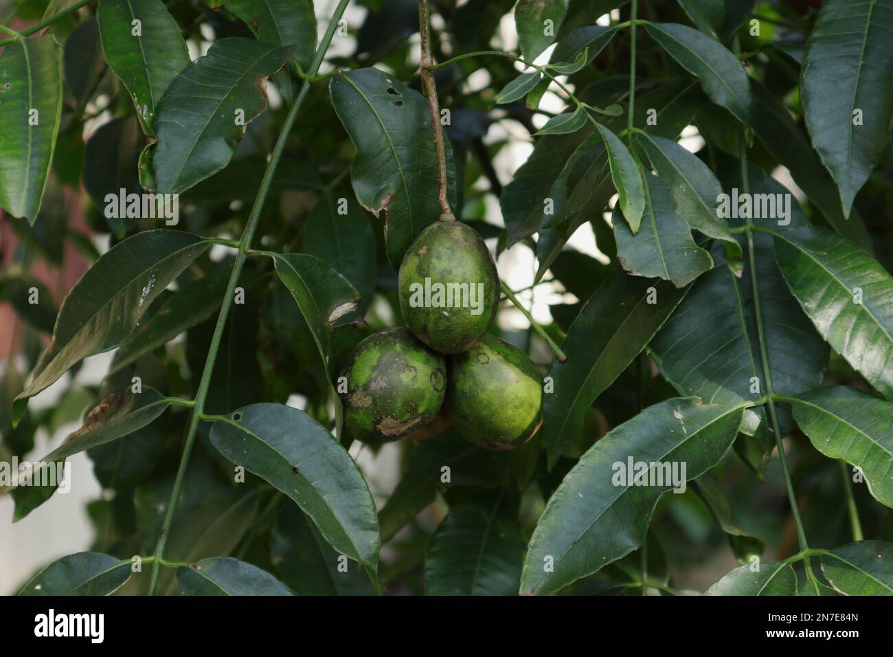 Gros plan des fruits et des feuilles d'un prunier de juin (également connu sous le nom d'Ambarella) dans le jardin de la maison Banque D'Images