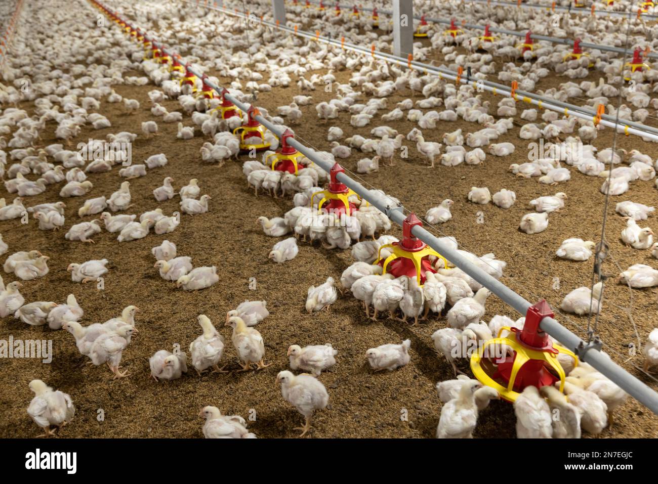 Poulet alimentation automatique dans ferme étroite, contrôle de la température et de la lumière , Thaïlande. Banque D'Images