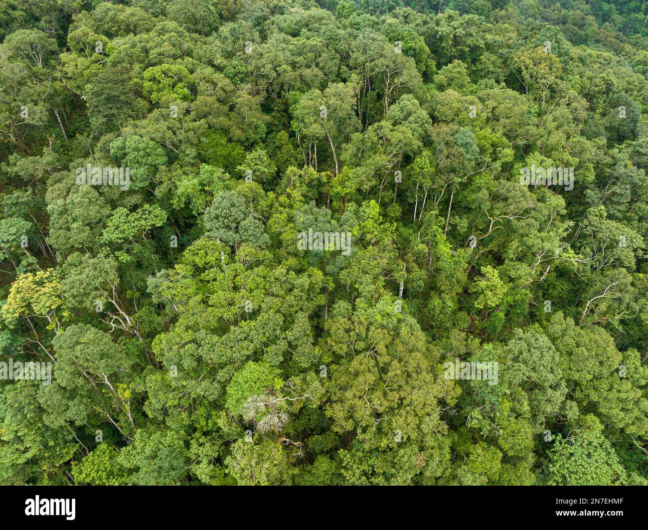Les forêts tropicales peuvent absorber de grandes quantités de dioxyde de carbone de l'atmosphère. Banque D'Images
