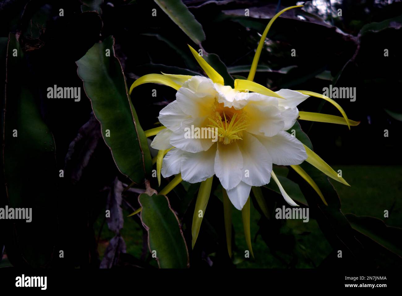 Fleur nocturne de libellules ou Pitahaya (Holocereus sp.), près de Mareeba, Queensland, Australie Banque D'Images