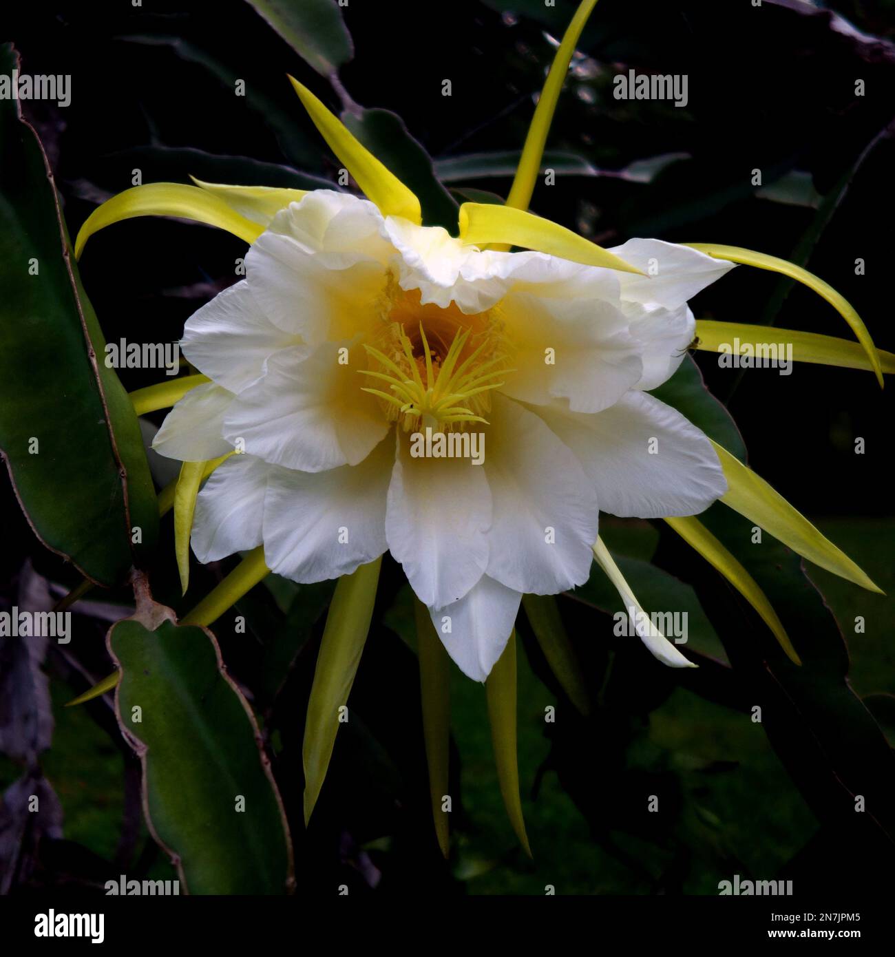 Fleur nocturne de libellules ou Pitahaya (Holocereus sp.), près de Mareeba, Queensland, Australie Banque D'Images