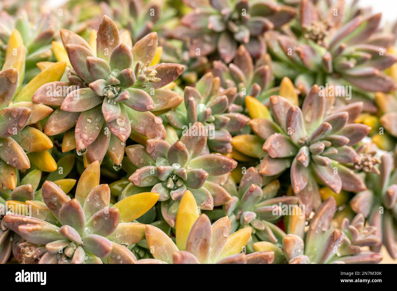 Darley Sunshine succulent plante vue cloeup Banque D'Images