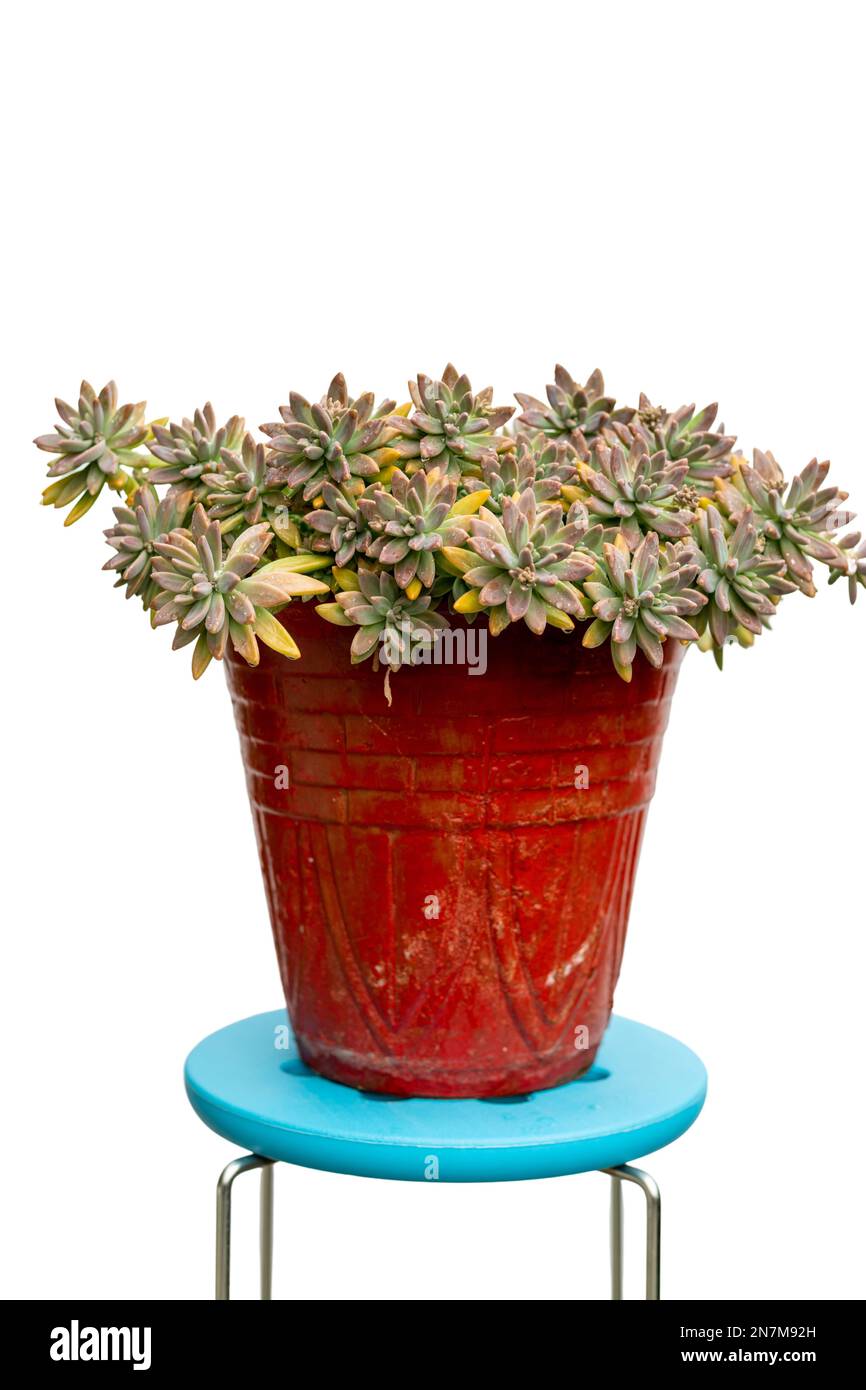 Échantillons de Graptosedum dans un pot rouge isolé sur fond blanc Banque D'Images