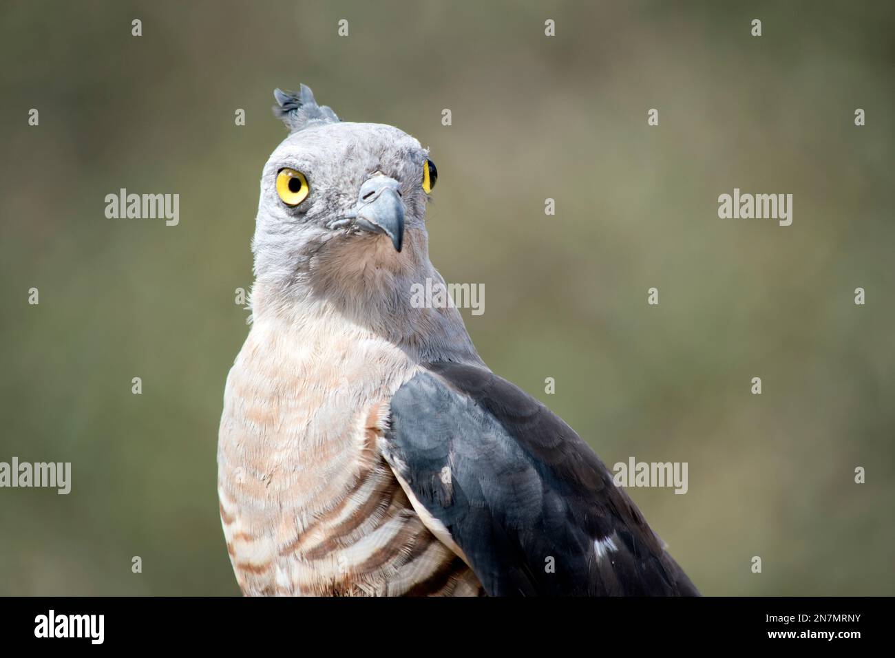 le pacific baza a des yeux jaunes perçant une tête et un cou gris, des ailes gris foncé et une poitrine rayée marron et blanc Banque D'Images