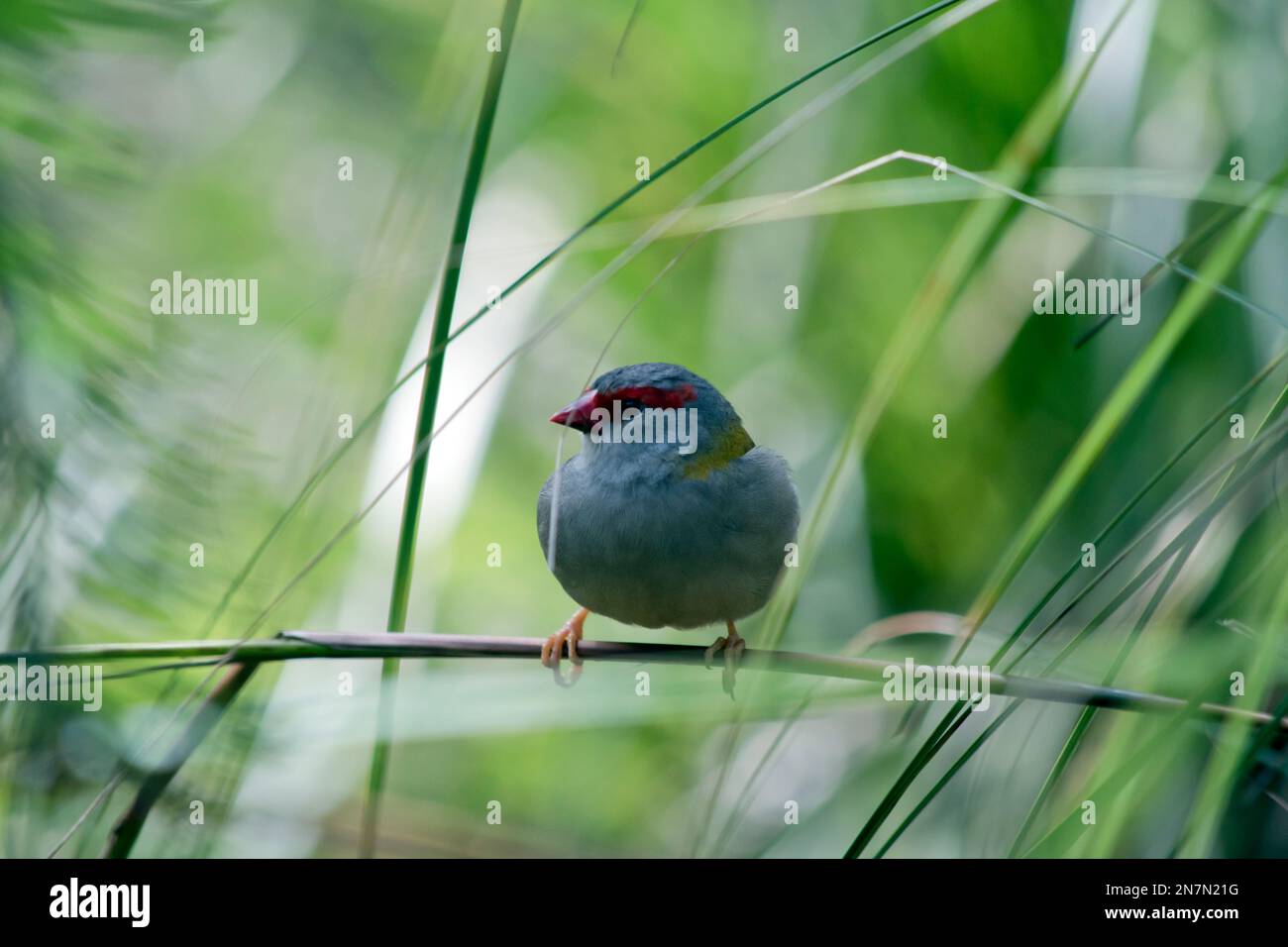 le finch brun rouge est perché sur un bout d'herbe Banque D'Images