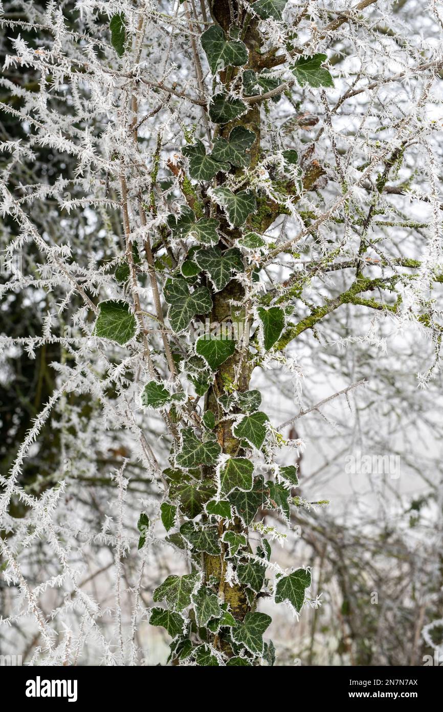 Frosty Ivy couvrant un arbre dans la campagne anglaise. ROYAUME-UNI Banque D'Images