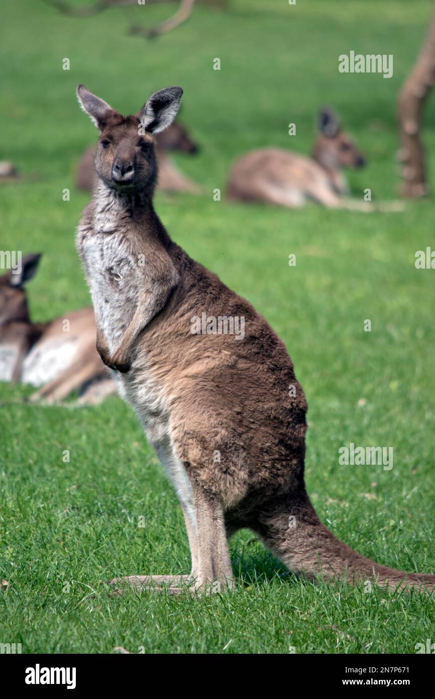 le kangourou gris occidental est debout sur ses pattes arrière Banque D'Images
