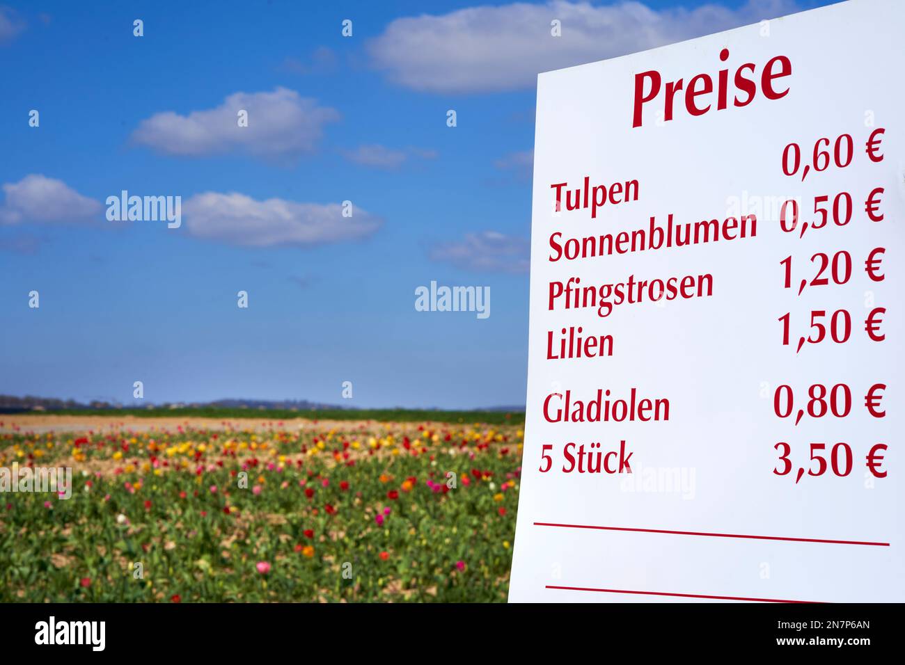 Panneau de prix devant le champ des tulipes au printemps. Coupez et cueillez vous-même des fleurs à l'heure de Pâques. Banque D'Images