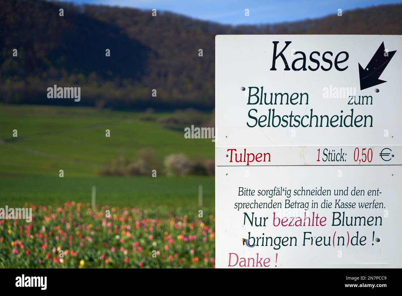 Paiement pour des fleurs à couper vous-même. Champ de tulipes colorées à l'heure de Pâques en face d'une montagne avec tableau des prix. Traduction sur le signe: Fleurs t Banque D'Images