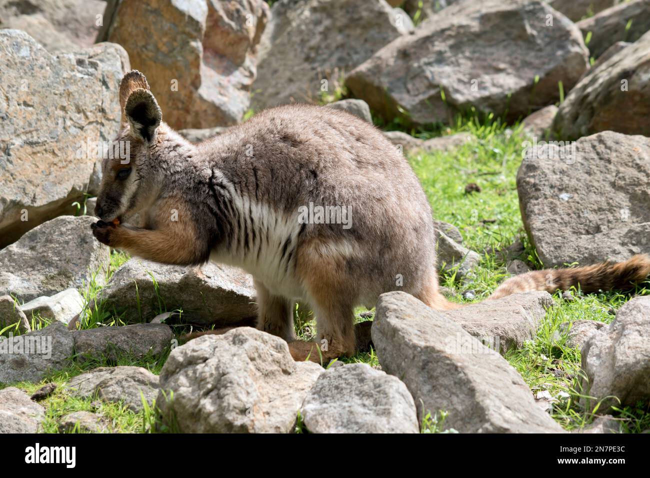 c'est un jeune wallaby de roche à pied jaune qui mange une carotte Banque D'Images