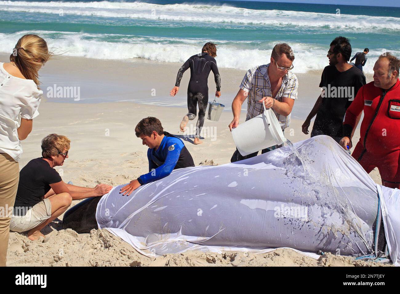 A rescue volunteers pours water over a whale as a woman, left, covers its blow hole at Noordhoek beach near the city of Cape Town, South Africa, Sunday, March 24, 2013. South African officials say 19 pilot whales have beached in Cape Town and five of them have died. Police and other rescue workers are hosing down the surviving whales at Noordhoek Beach to try to keep them alive. (AP Photo/Schalk van Zuydam) Banque D'Images
