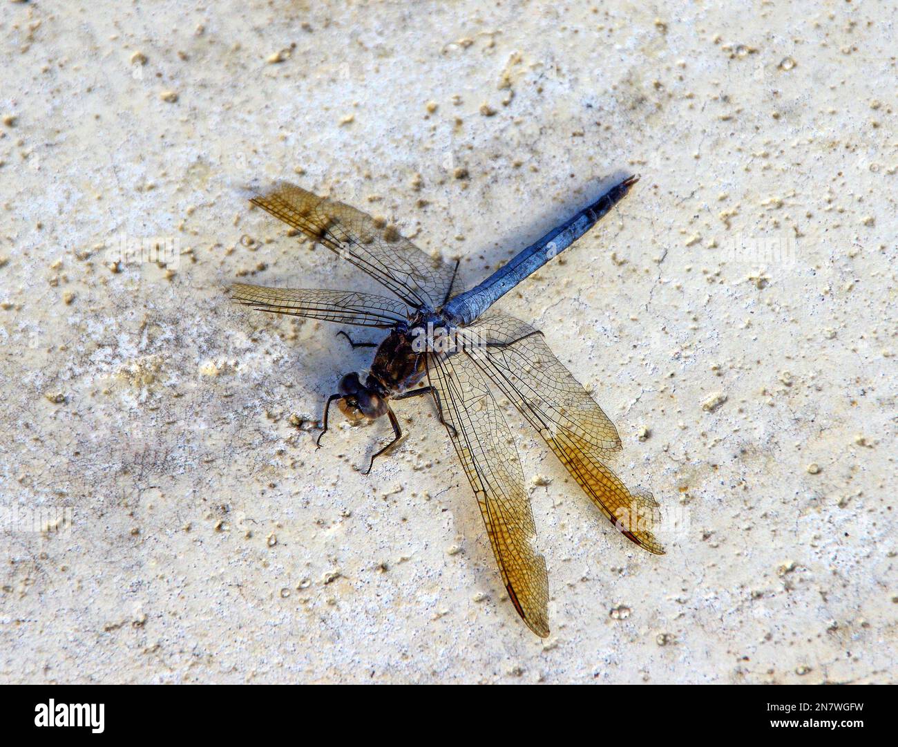 Libellule australienne bleue, skimmer à tête noire, crocothemis nigrifrons (mâle) reposant sur un sentier lumineux dans le jardin du Queensland. Trous usés dans les ailes. Banque D'Images