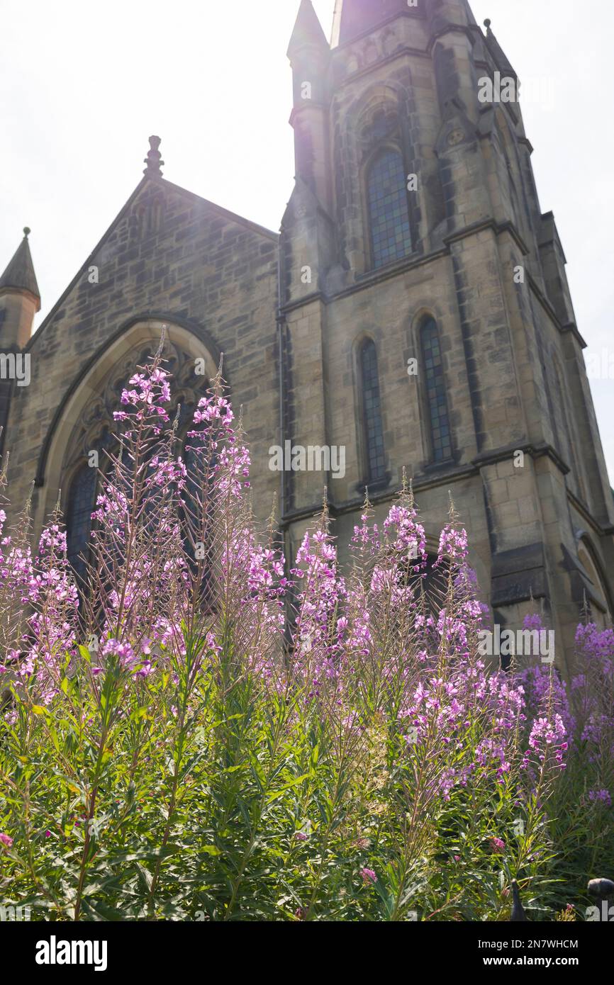 rose rose baie saule fleurs d'herbes en face d'une église gothique, foyer sélectif, éclat de lentille Banque D'Images