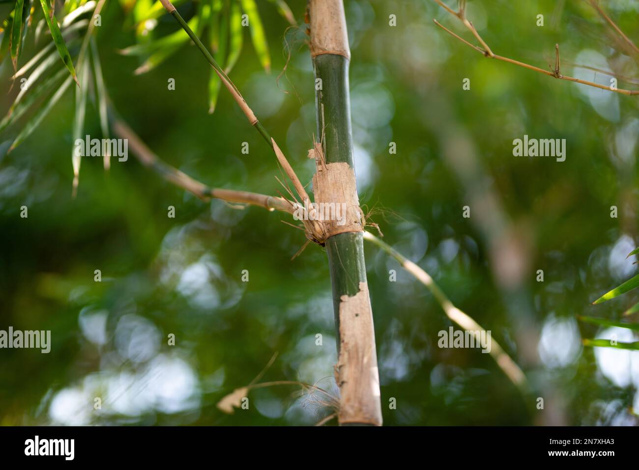 Plantes vertes de bambou dans la forêt. Banque D'Images