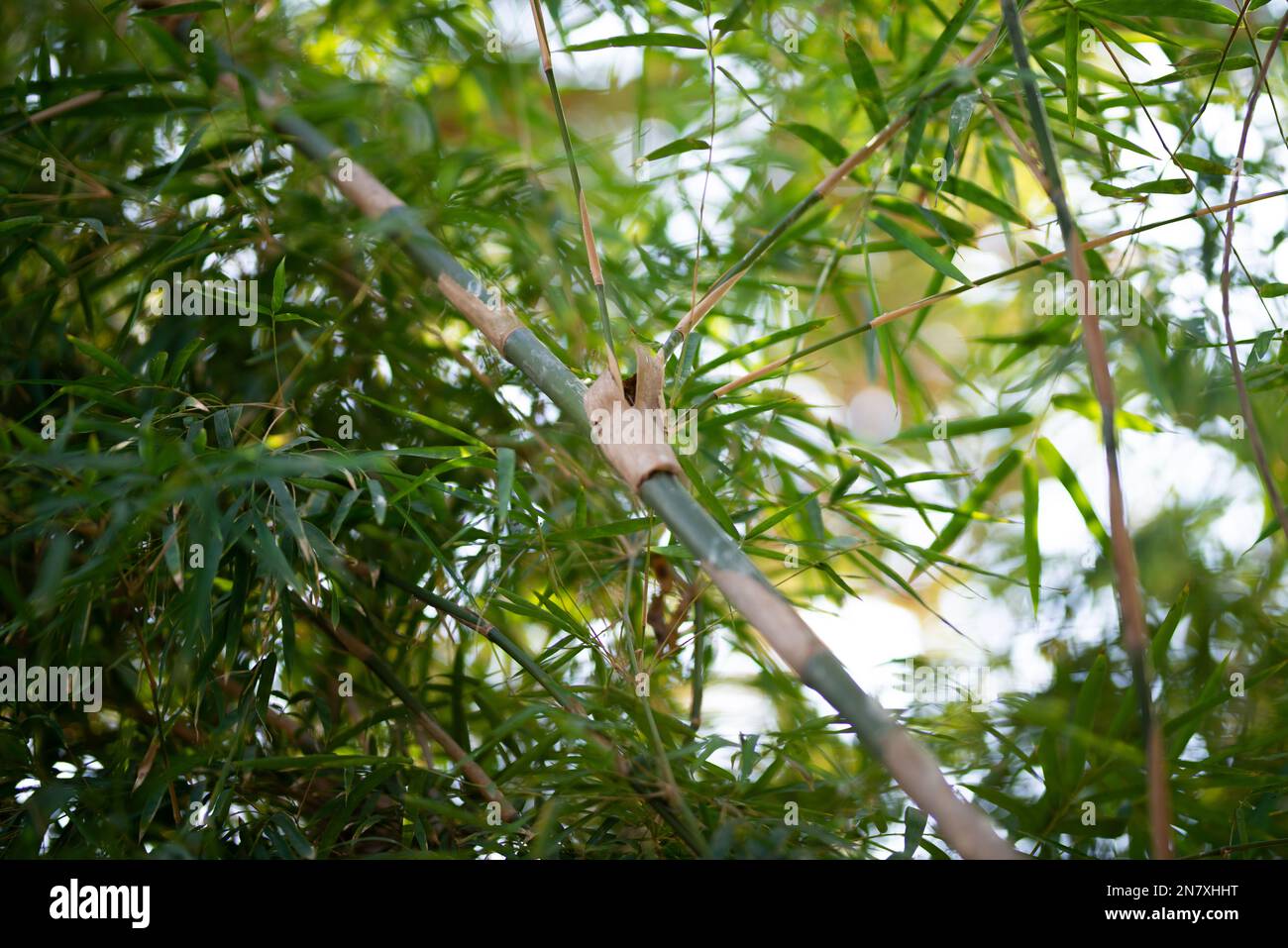 Plantes vertes de bambou dans la forêt. Banque D'Images