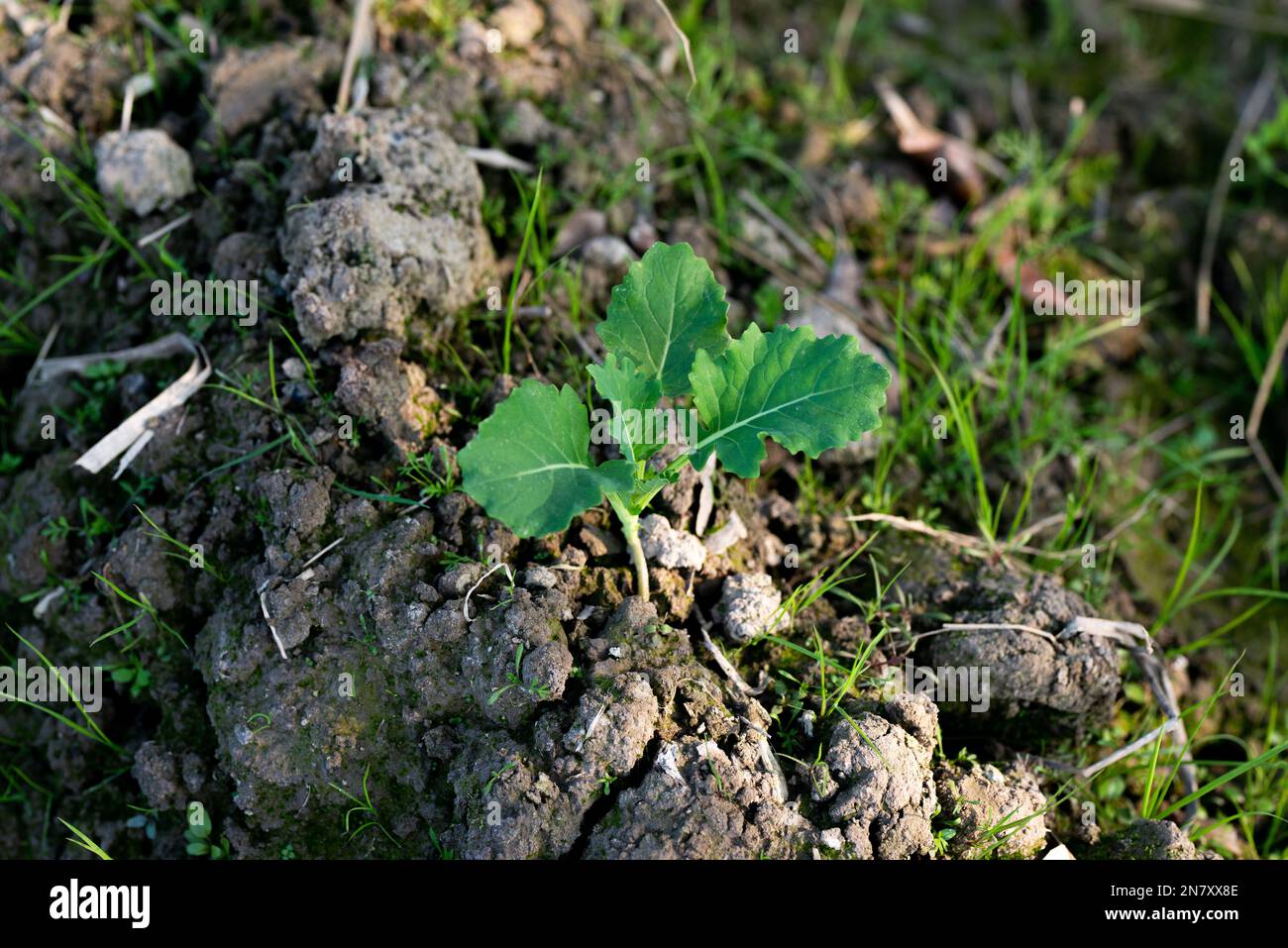 De jeunes plants de moutarde poussent dans le champ. Banque D'Images