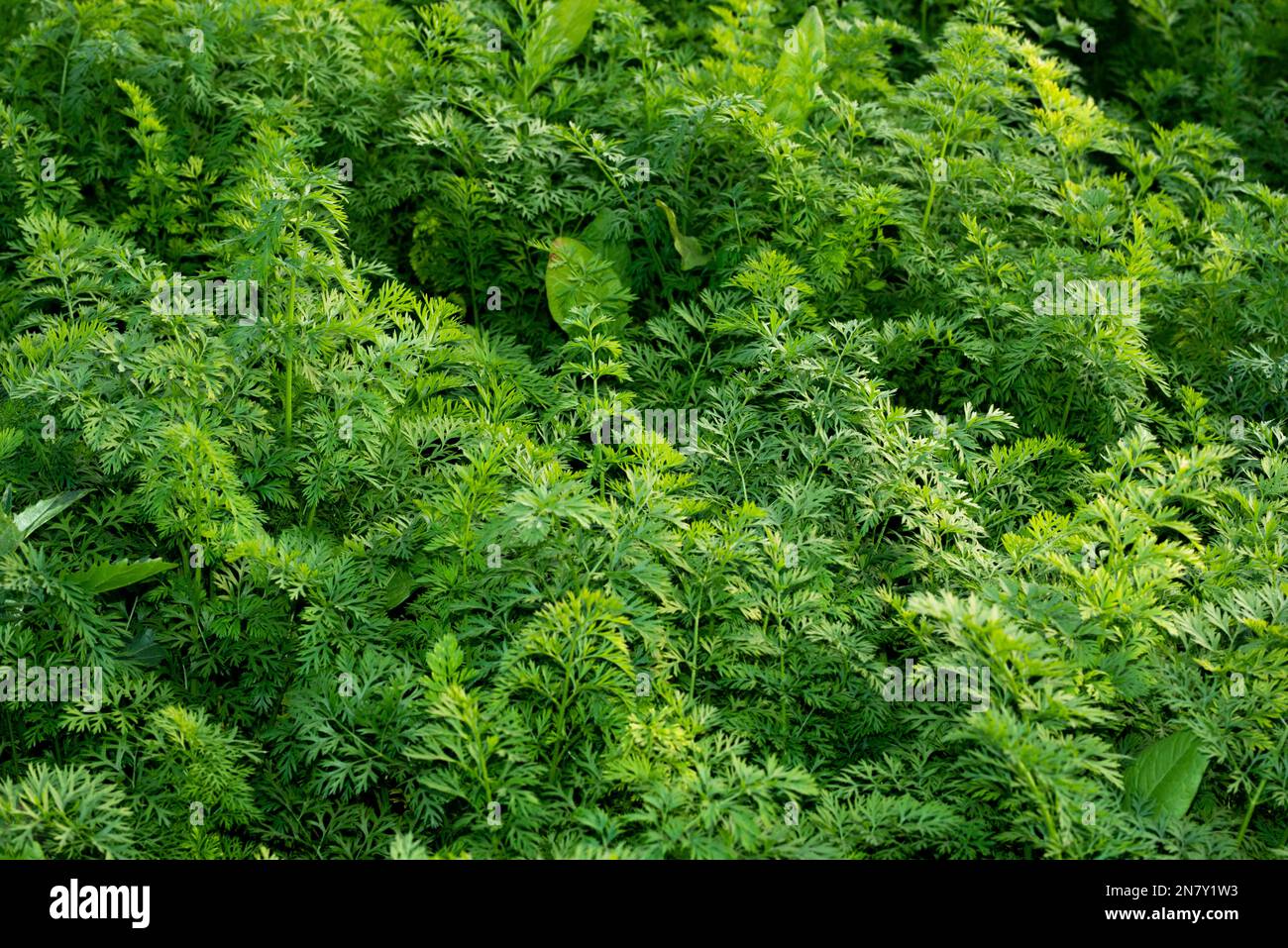 Les plantes de carottes poussent dans le potager, c'est-à-dire dans l'agriculture avec des feuilles de carottes vertes. Banque D'Images