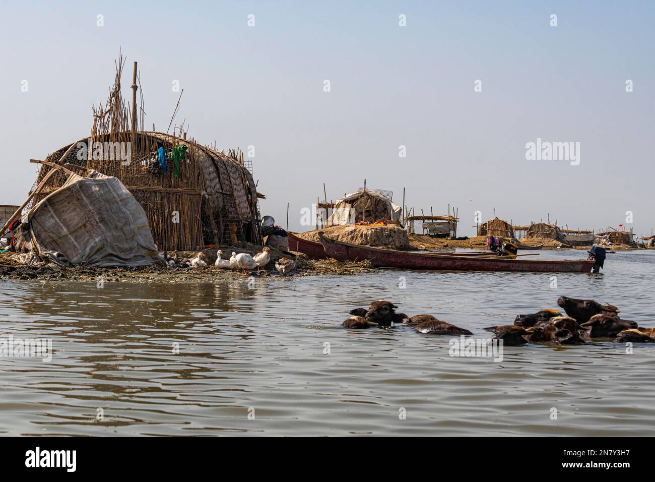 Buffles d'eau, maisons à roseau des Arabes des marais, marais mésopotamiens, Ahwar du sud de l'Irak, site de l'UNESCO, Irak Banque D'Images