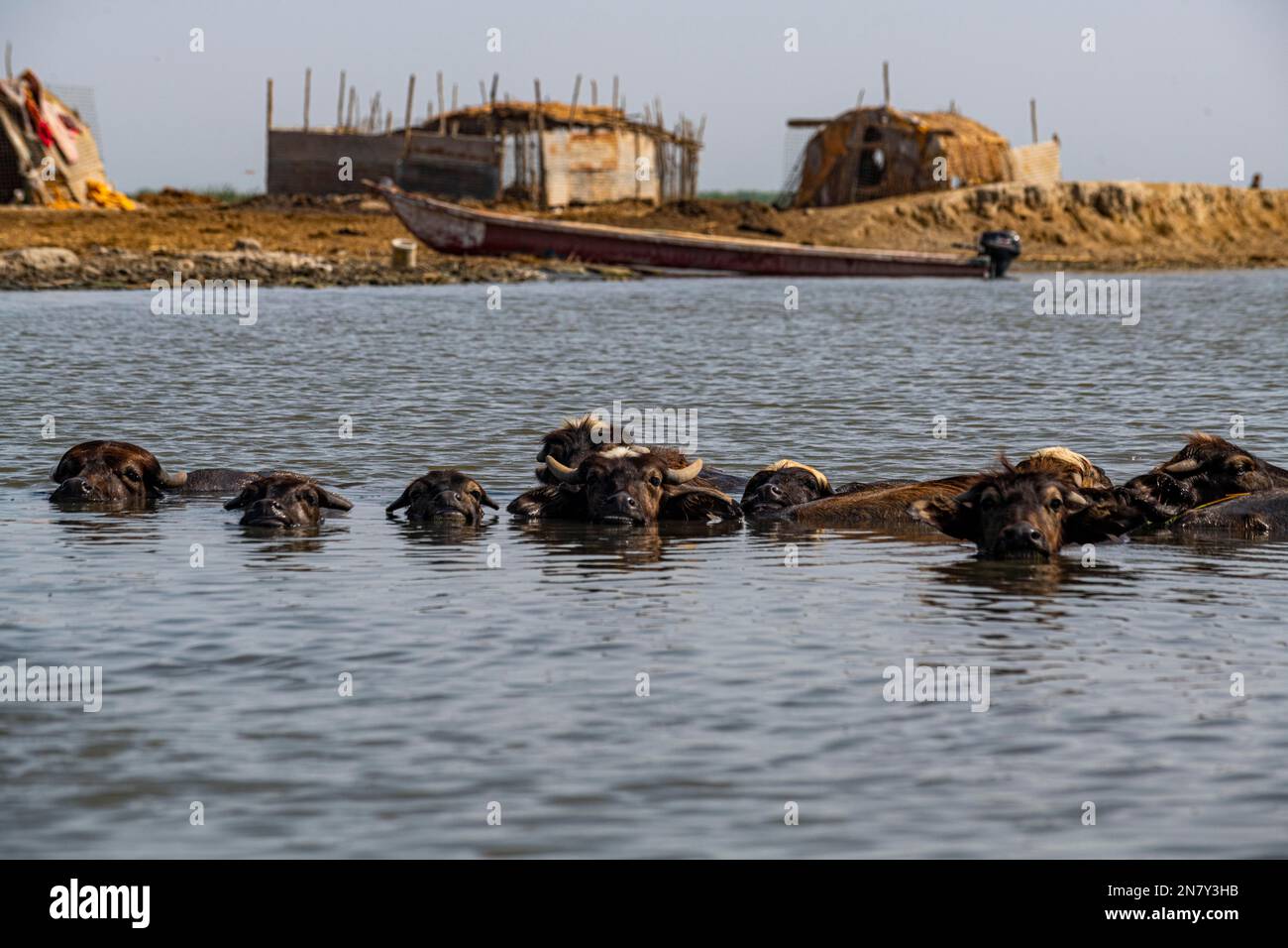 Buffles d'eau, maisons à roseau des Arabes des marais, marais mésopotamiens, Ahwar du sud de l'Irak, site de l'UNESCO, Irak Banque D'Images