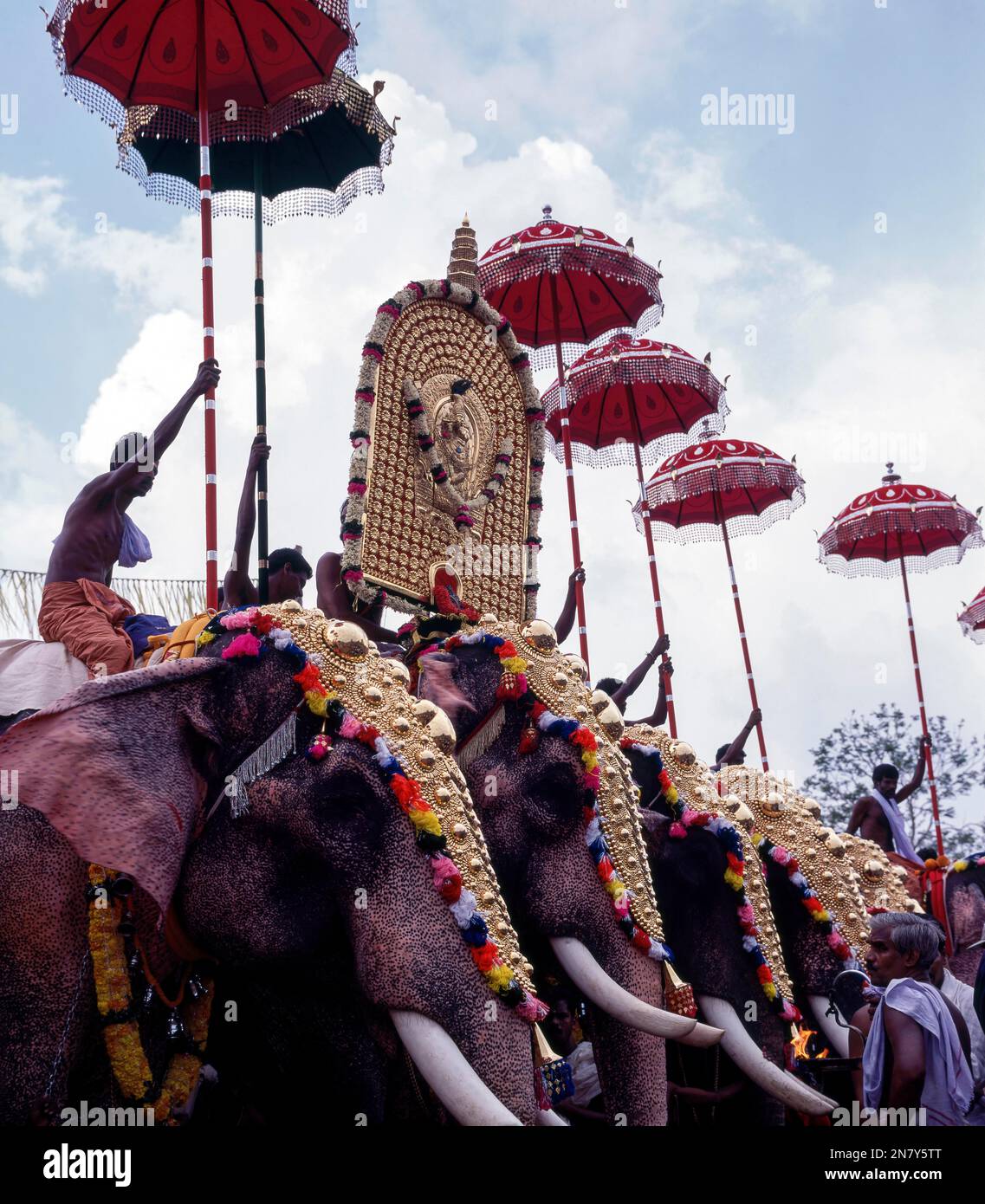 Éléphants de Caparisonés avec des parasols colorés au festival de Pooram, Thrissur ou Trichur, Kerala, Inde, Asie Banque D'Images