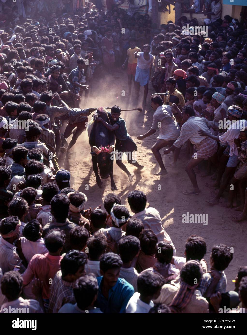 Le taming de taureaux de Jallikattu fait partie du festival de la récolte de taureaux de Pongal à Madurai, Tamil Nadu, Inde, Asie Banque D'Images