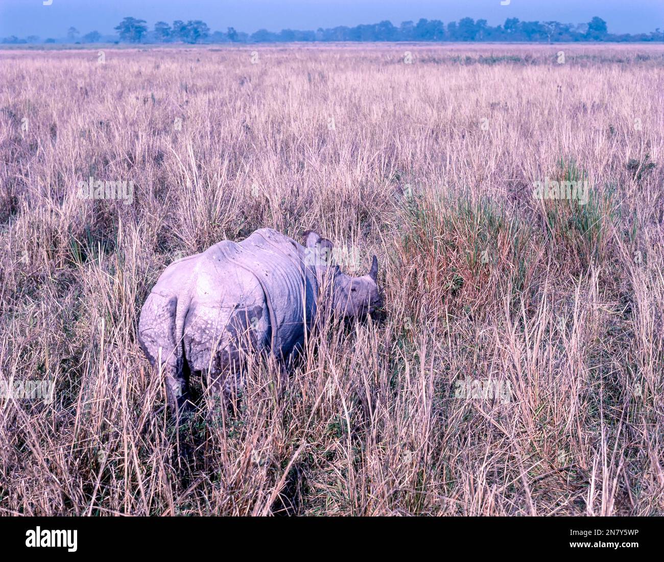 Le Grand Indien, Parc national Horned Rhinoceros Kaziranga, Assam, Inde Banque D'Images