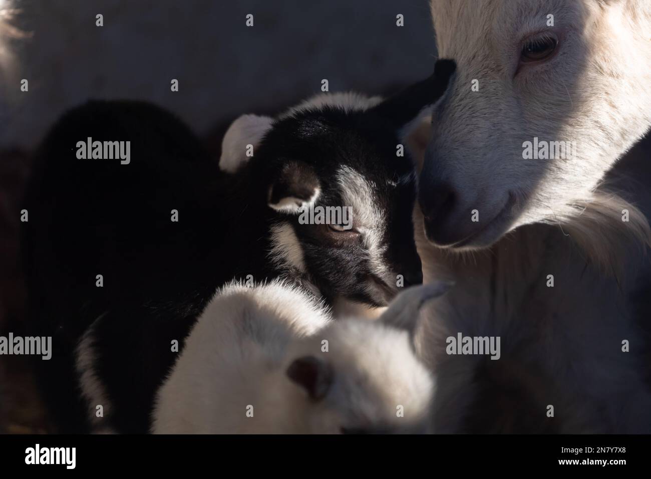 Adorables petits chèvres coulés dans une pile douce, rustique Barn vie: Adorables chèvres tibétaines Kid accroché Banque D'Images