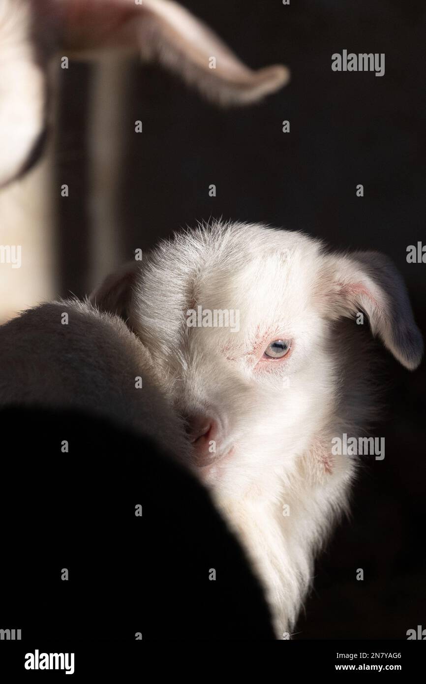Adorables petits chèvres coulés dans une pile douce, rustique Barn vie: Adorables chèvres tibétaines Kid accroché Banque D'Images