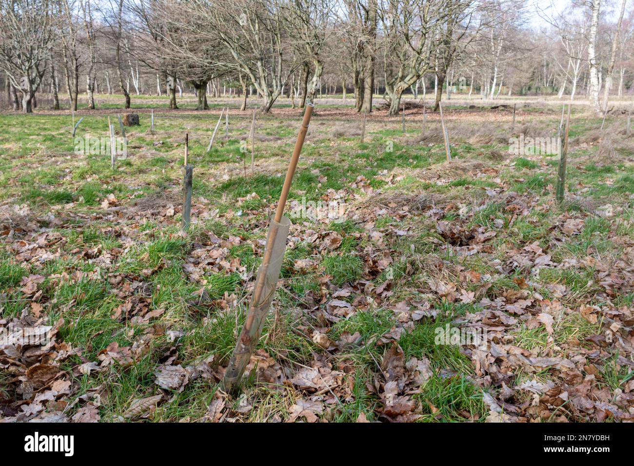 Février 2023. Southwood Country Park, Farnborough, Hampshire, Royaume-Uni. Un millier d'arbres ont été plantés à Southwood par l'aéroport de Farnborough et Carbon Footprint Ltd, dans le cadre d'un programme de compensation du carbone. L'objectif est de contribuer à la lutte contre le changement climatique dû aux émissions de dioxyde de carbone causées par le transport aérien. Cependant, la plantation d'arbres prend des décennies pour profiter à l'environnement, et peut être utilisé comme verdlaashing. Banque D'Images