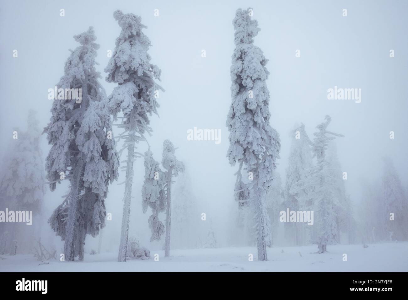 Forêt d'hiver dans le brouillard. Arbres enneigés avec brouillard de givre. Temps froid en montagne Banque D'Images