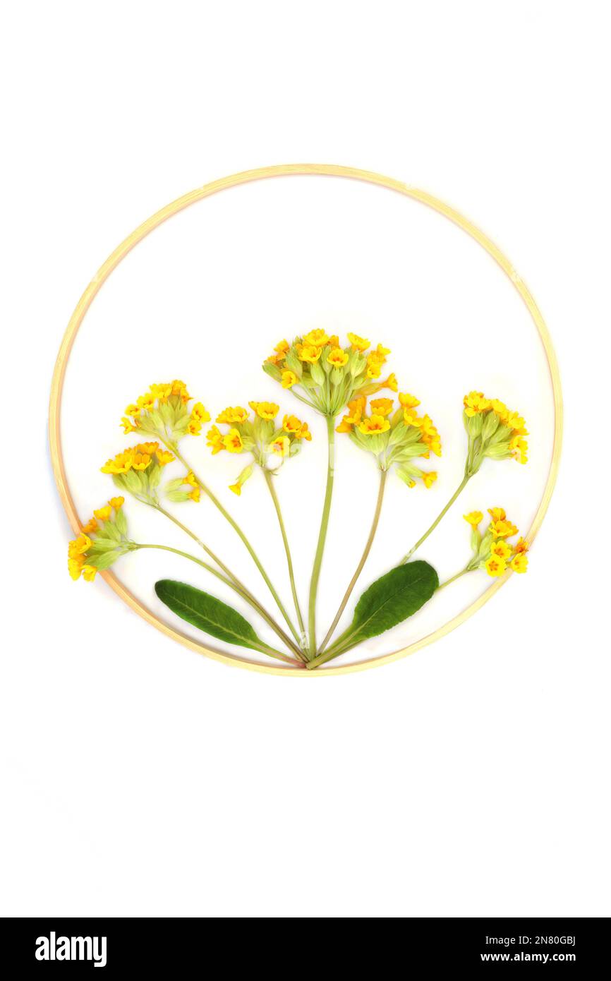 Cowslip fleurs sauvages espèces menacées nature design avec cadre rond en bois couronne. Abstrait beau Spring fleur arrangement logo sur blanc. Banque D'Images