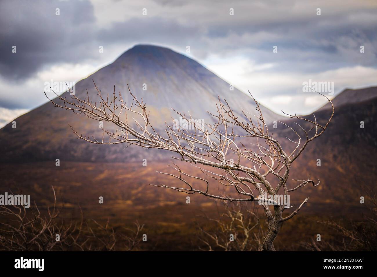Île de Skye, Écosse - arbre Lonely sur l'île de Skye avec la montagne floue Glamanig à l'arrière-plan. Journée de printemps nuageux dans le Scottish Highlan Banque D'Images