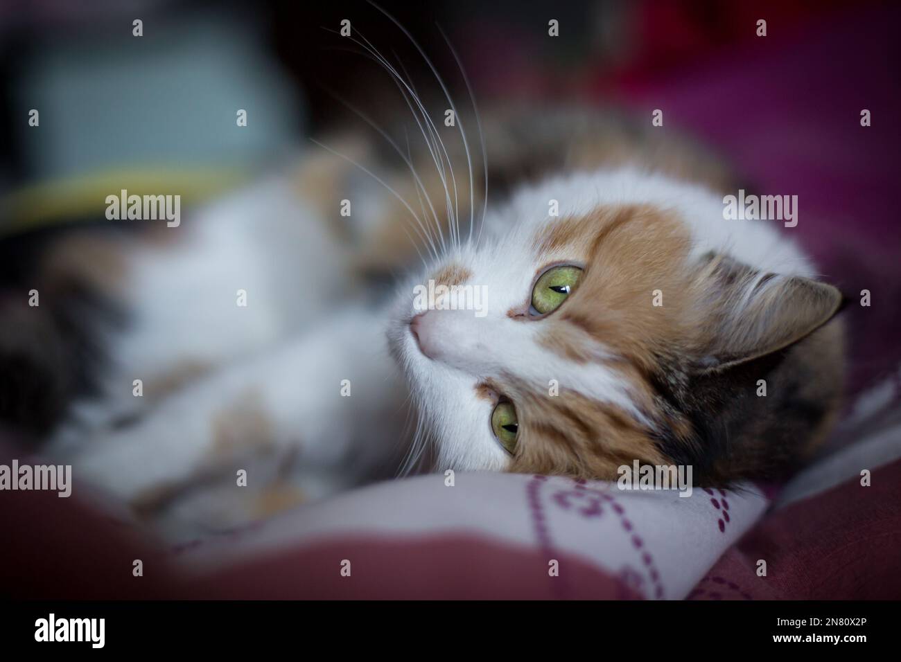 Chat de maison femelle de tortoisehshell à poil long Banque D'Images