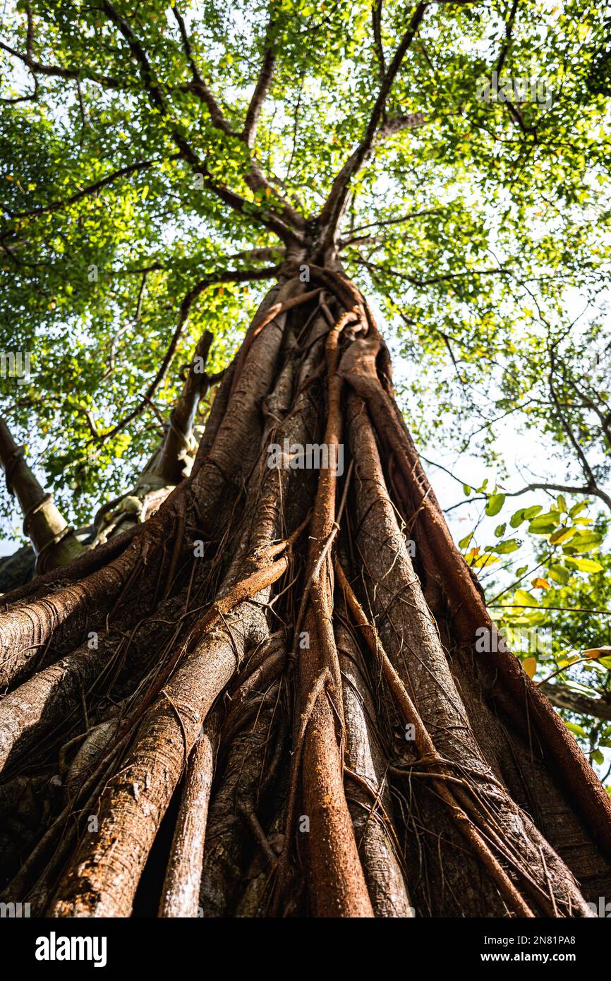Photo verticale d'un arbre avec de grandes racines dans le Parc des ...