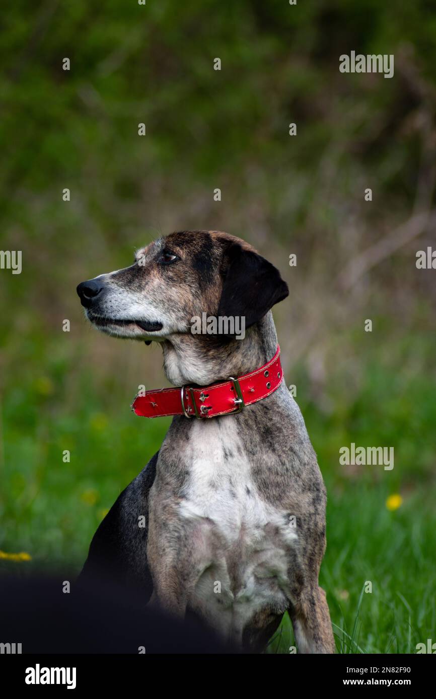Chien de la vieille femme se détendant sur la prairie pendant la journée ensoleillée de printemps Banque D'Images