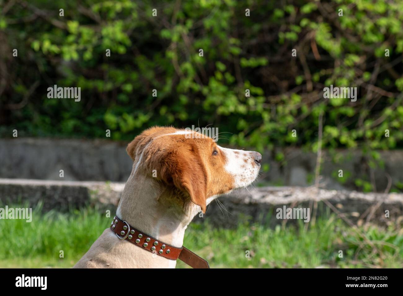 Chien brun taillé observant la nature près du canal de la rivière Banque D'Images