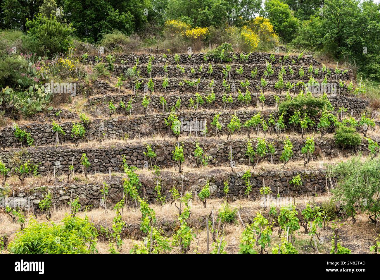 De vieilles vignes dans un vignoble en terrasse sur l'Etna, en Sicile, taillées selon le système traditionnel local 'alberello' ou 'Head Trained' Banque D'Images