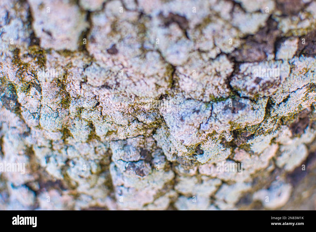 Champignons poussant à la surface d'un arbre dans un endroit humide Banque D'Images