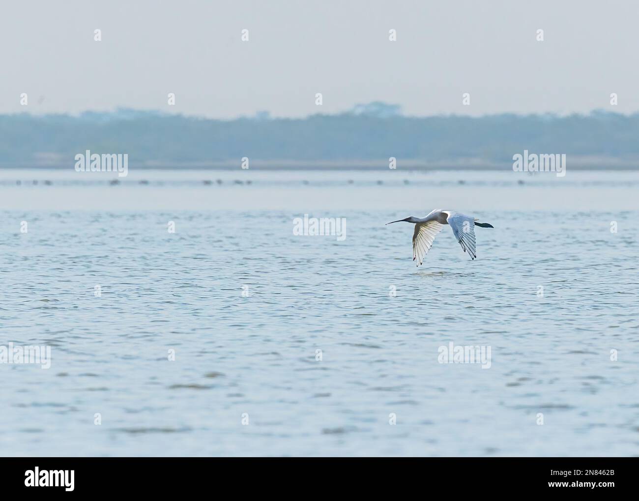 Une cuillère facture survolant un lac Banque D'Images