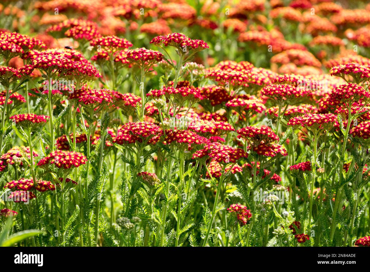 Rouge, Achillea, fleur de yarrow, jardin, fleurs, Achillea, fleurs, plantes, Achillea 'rouge de la veille desert' Banque D'Images